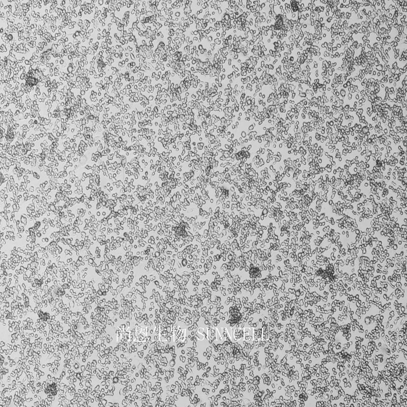 大鼠乳腺癌细胞