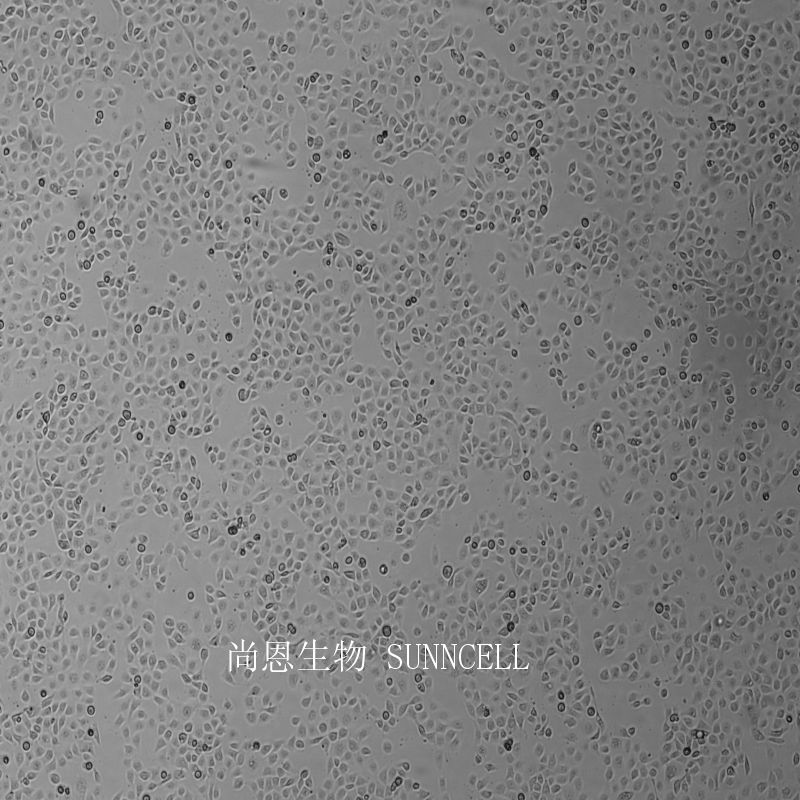 NCI-H1650人非小细胞肺癌细胞