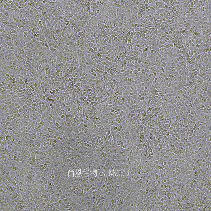 TM3小鼠睾丸间质细胞