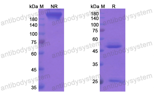Research Grade Apolizumab  (DHB96801)