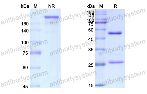 Research Grade Atorolimumab  (DHF92101)