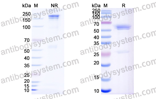 Research Grade Zanidatamab  (DHC09607)