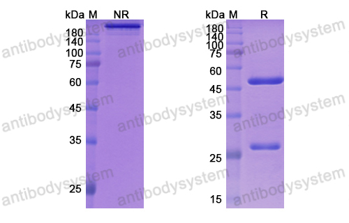 Research Grade Zelminemab  (DHE32801)