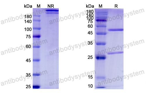 Research Grade Grisnilimab  (DHC41801)