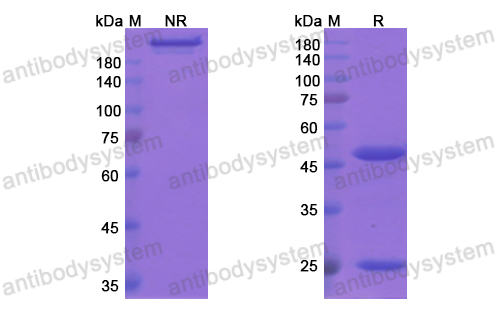 Research Grade Cantuzumab  (DHD14203)