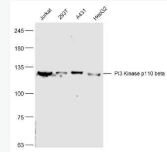 PI3 Kinase p110 beta 磷脂酰肌醇激酶（PI3Kβ）抗体
