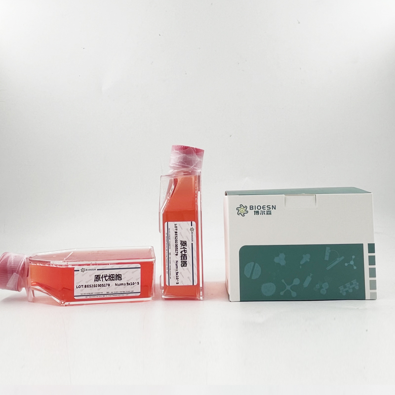 小鼠角膜成纤维细胞