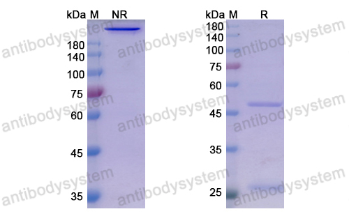 Research Grade Sasanlimab  (DHH02219)