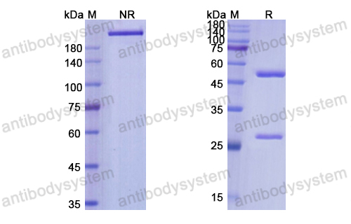 Research Grade Quavonlimab  (DHD17206)