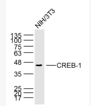 CREB-1 环腺苷酸应答元件结合蛋白单克隆抗体