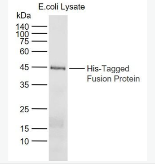 His tag 聚组氨酸抗体标签单克隆抗体