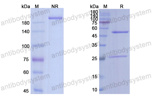 Research Grade Runimotamab  (DHC09612)