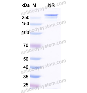 Research Grade Forimtamig  (DHK07702)