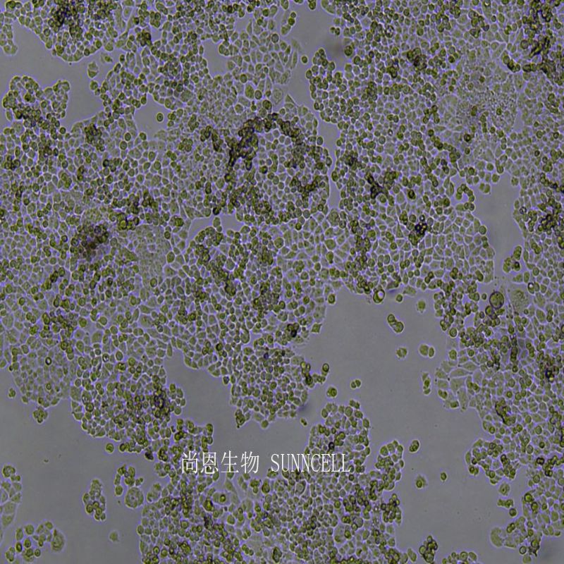 C-33A人宫颈癌细胞