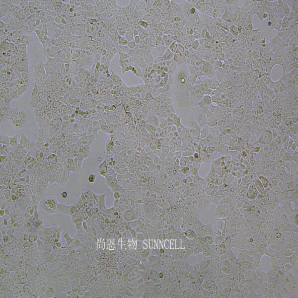 小鼠正常肝细胞