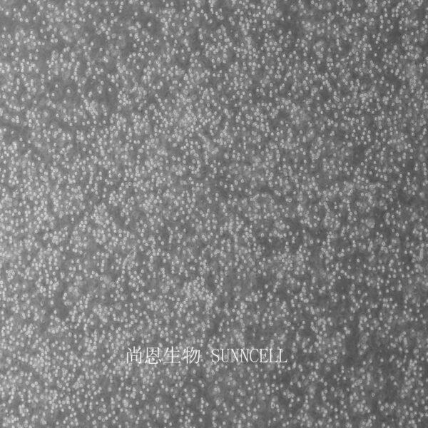 KG-1人急性髓系白血病细胞