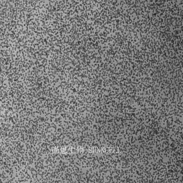 WEHI-3小鼠白血病细胞