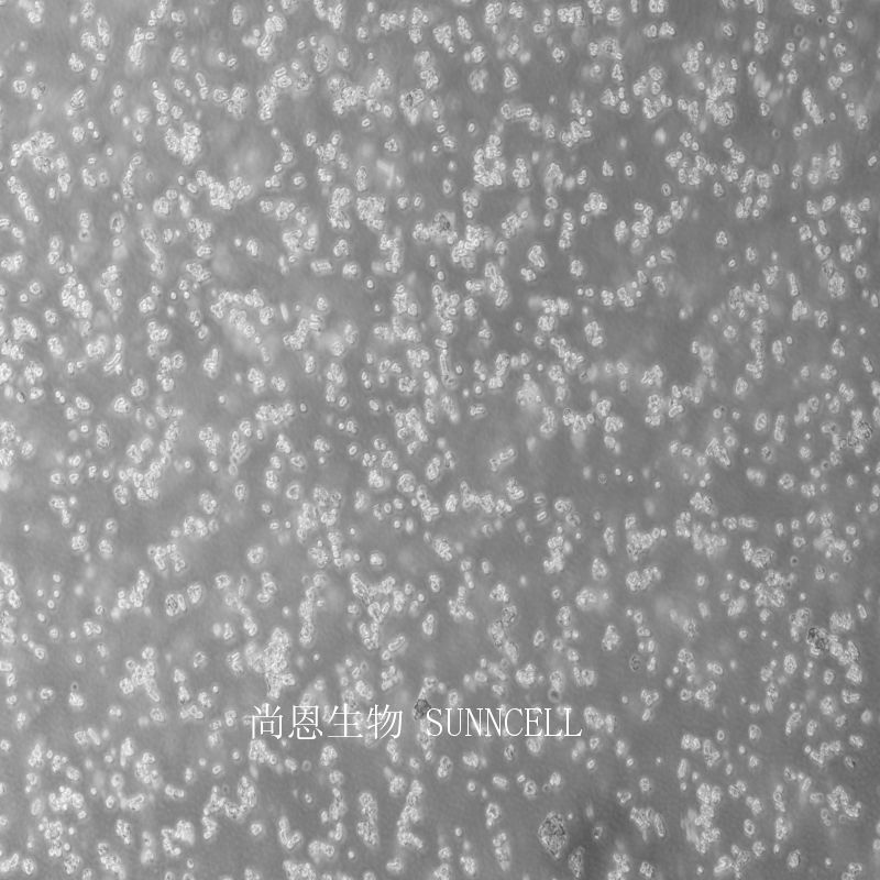 大鼠肾上腺嗜铬细胞瘤细胞（未分化）