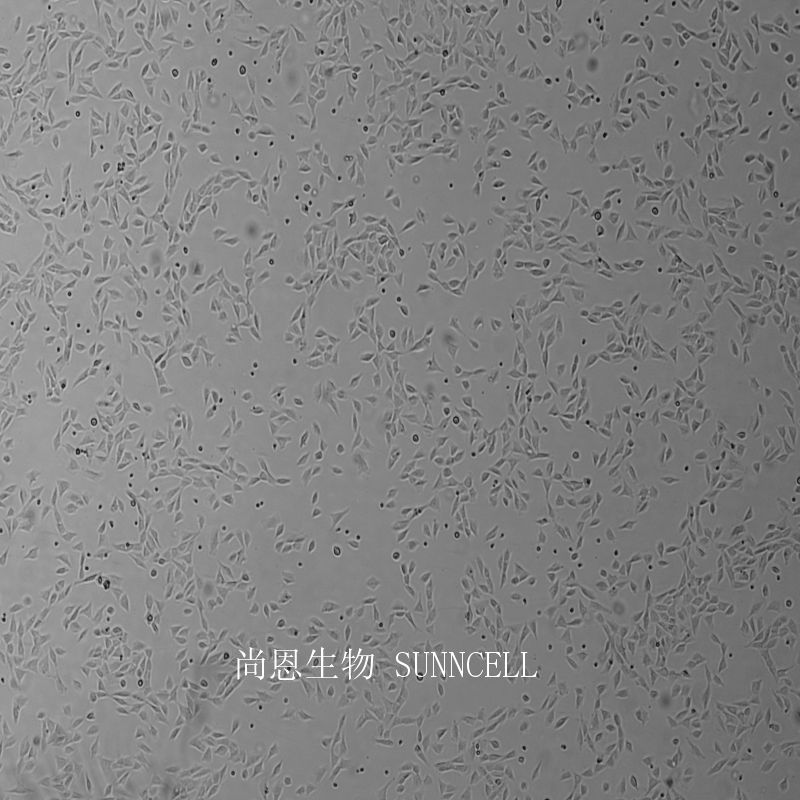正常大鼠肾细胞