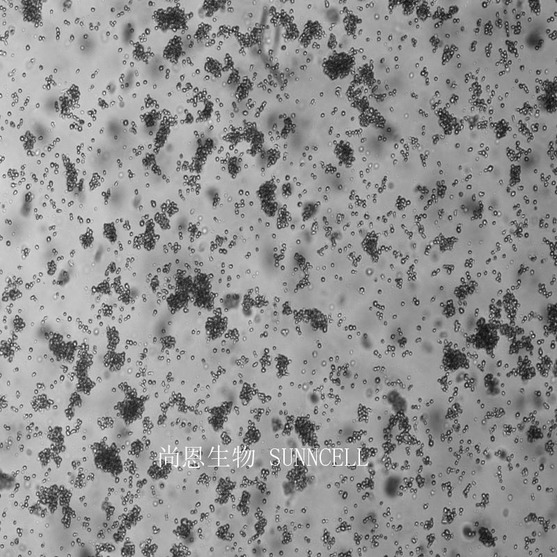 小鼠肺泡巨噬细胞