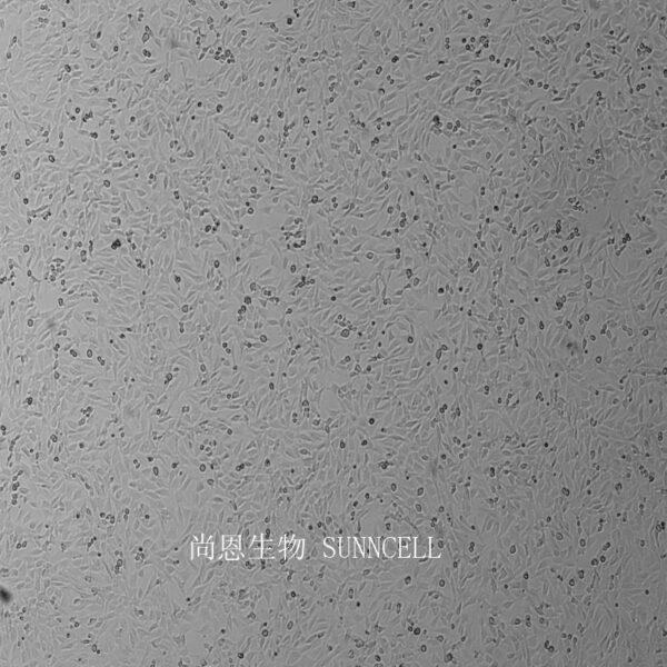 小鼠视网膜神经节细胞