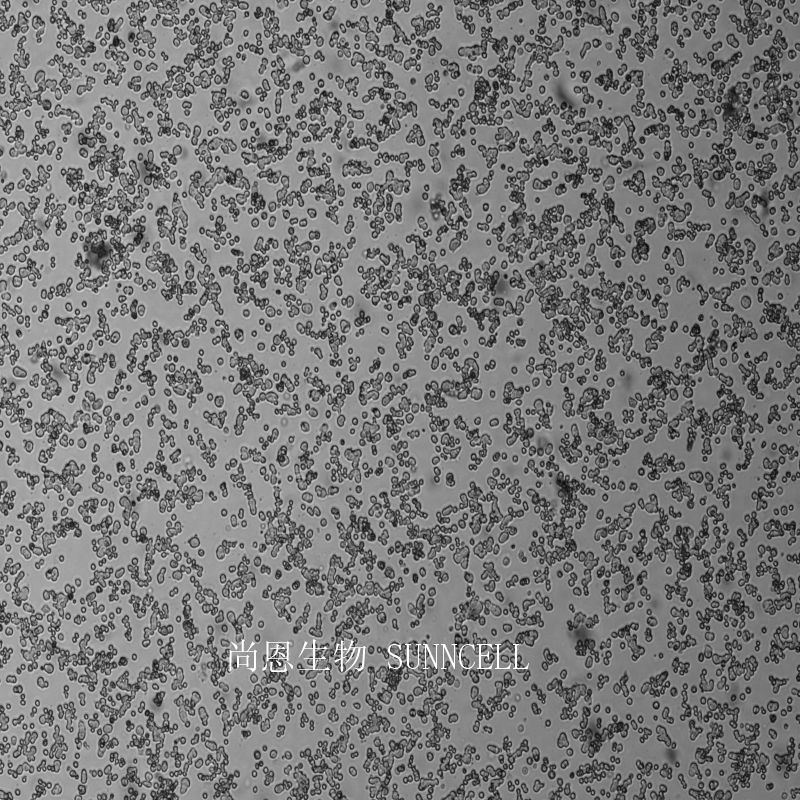 GH3大鼠垂体瘤细胞