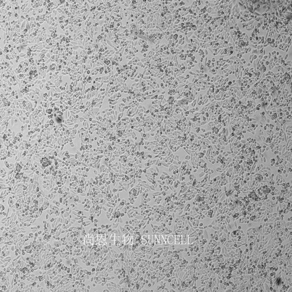 CHO仓鼠卵巢细胞