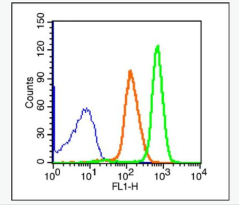 CD45 白细胞共同抗原CD45抗体