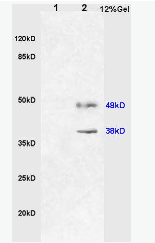 HO-2 血红素氧合酶2抗体