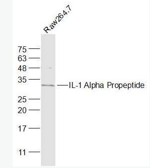 IL-1 Alpha Propeptide 白介素1α/IL-1α抗体