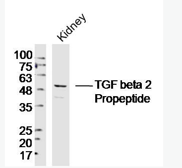 TGF beta 2 Propeptide 转移生长因子β2抗体