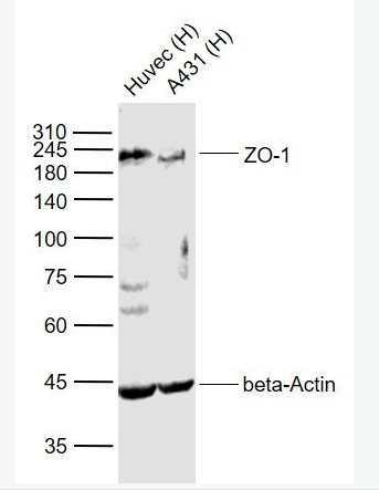 ZO-1/TJP1 胞质紧密粘连蛋白1/闭锁小带蛋白1抗体