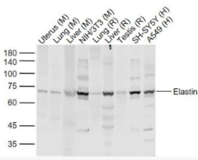 Elastin 弹性蛋白抗体