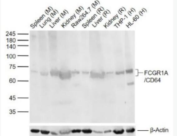 FCGR1A/CD64 免疫球蛋白G Fc段受体I