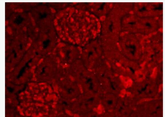 Ly6a T淋巴细胞激活蛋白抗体