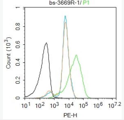 BRN3A 转录因子Brn3蛋白抗体