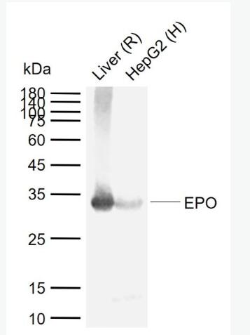 EPO 红细胞生成素抗体