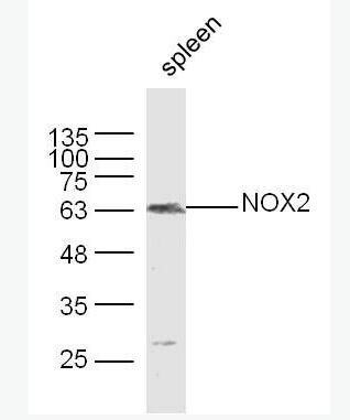 NOX2 NADPH氧化酶2抗体