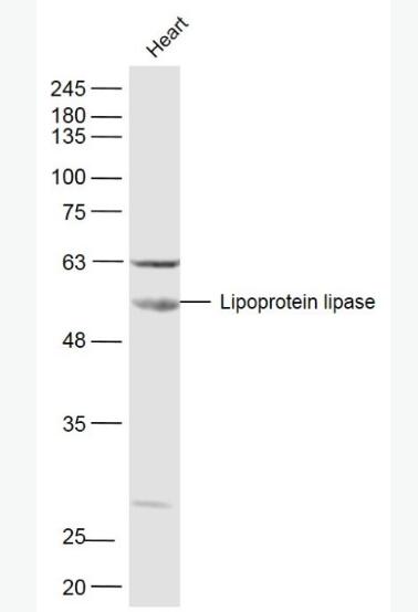 Lipoprotein lipase 脂蛋白脂酶抗体