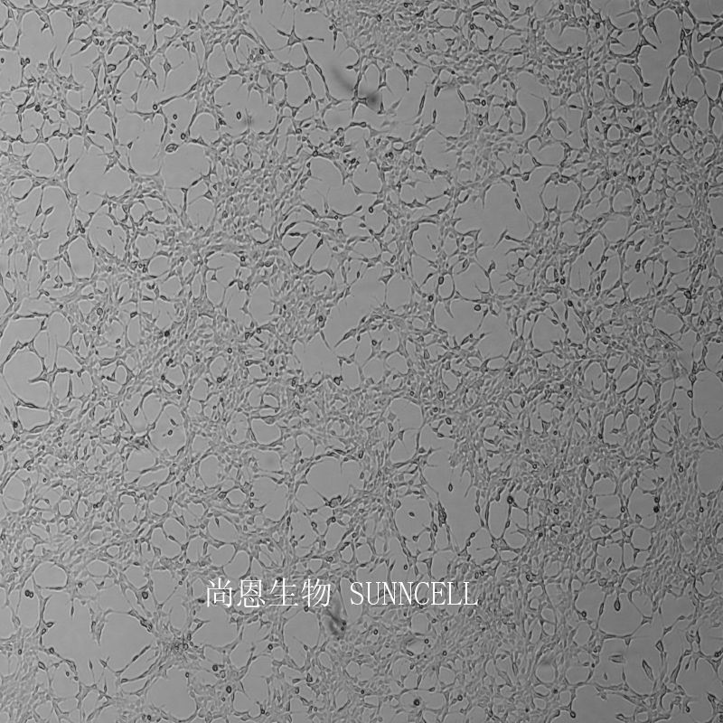 C8-D1A小鼠小脑组织细胞