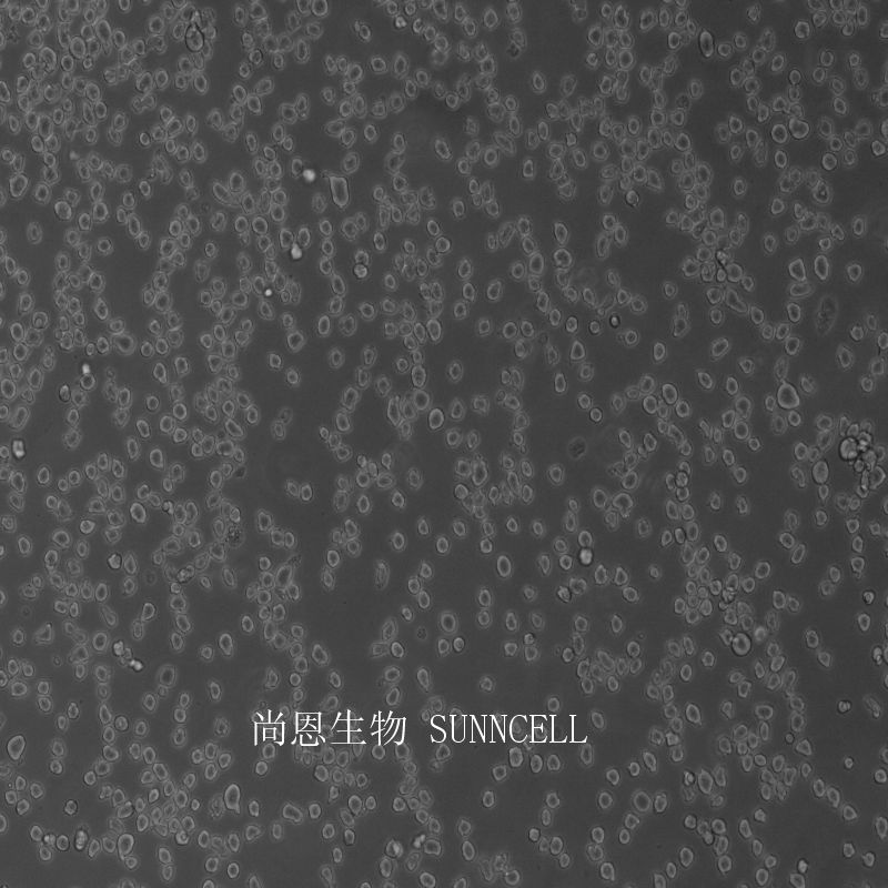 小鼠杂交瘤细胞（抗AChE）