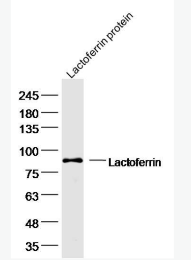 Lactoferrin 乳铁蛋白抗体