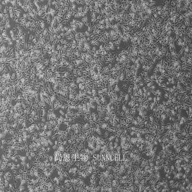 小鼠睾丸上皮细胞