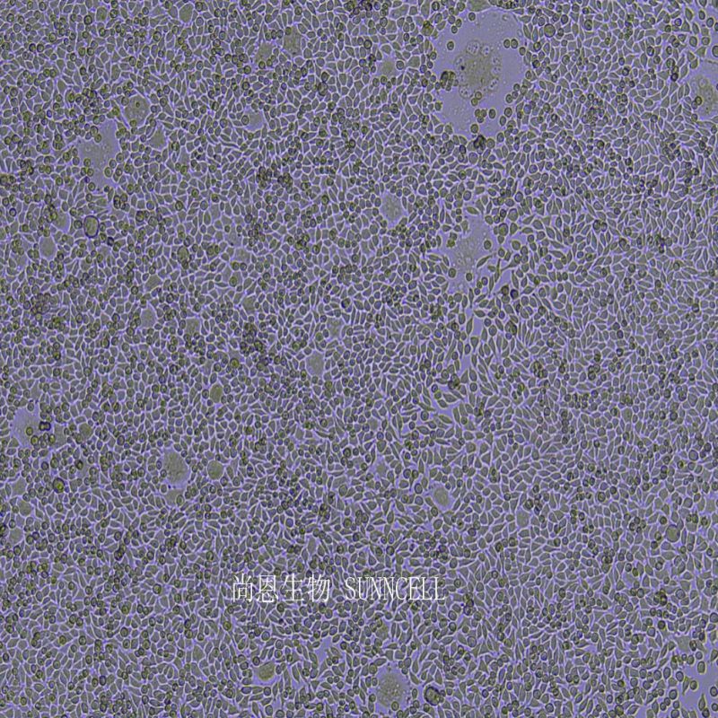 小鼠皮下结缔组织细胞