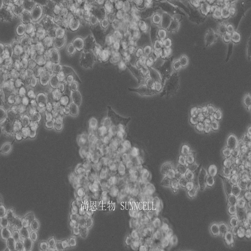 大鼠垂体瘤细胞