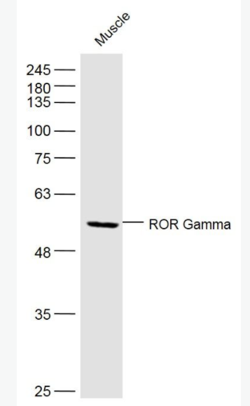 RORC 维甲酸相关孤儿受体γ抗体