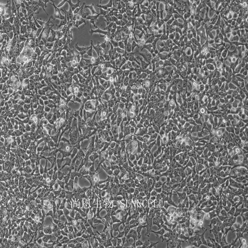 人胚肾上皮细胞