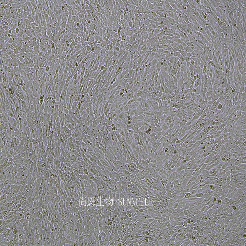 C2C12小鼠成肌细胞
