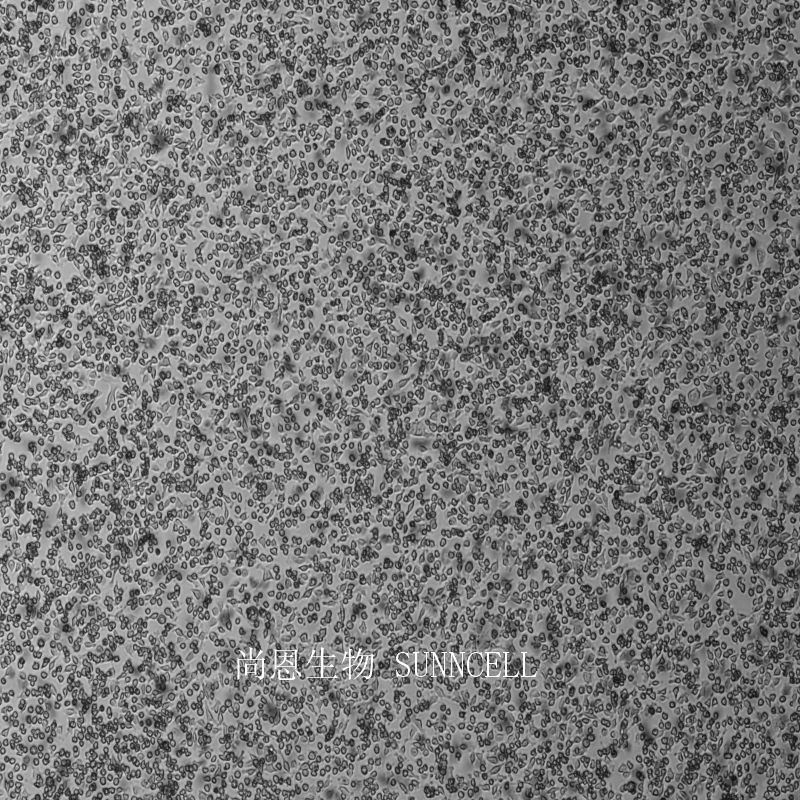 小鼠小胶质细胞