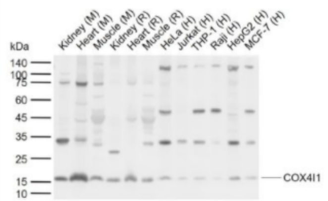 COX4I1 细胞色素c氧化酶IV亚型1抗体